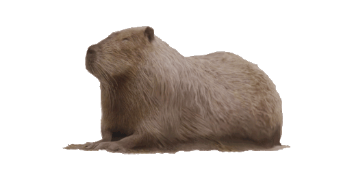 capybara